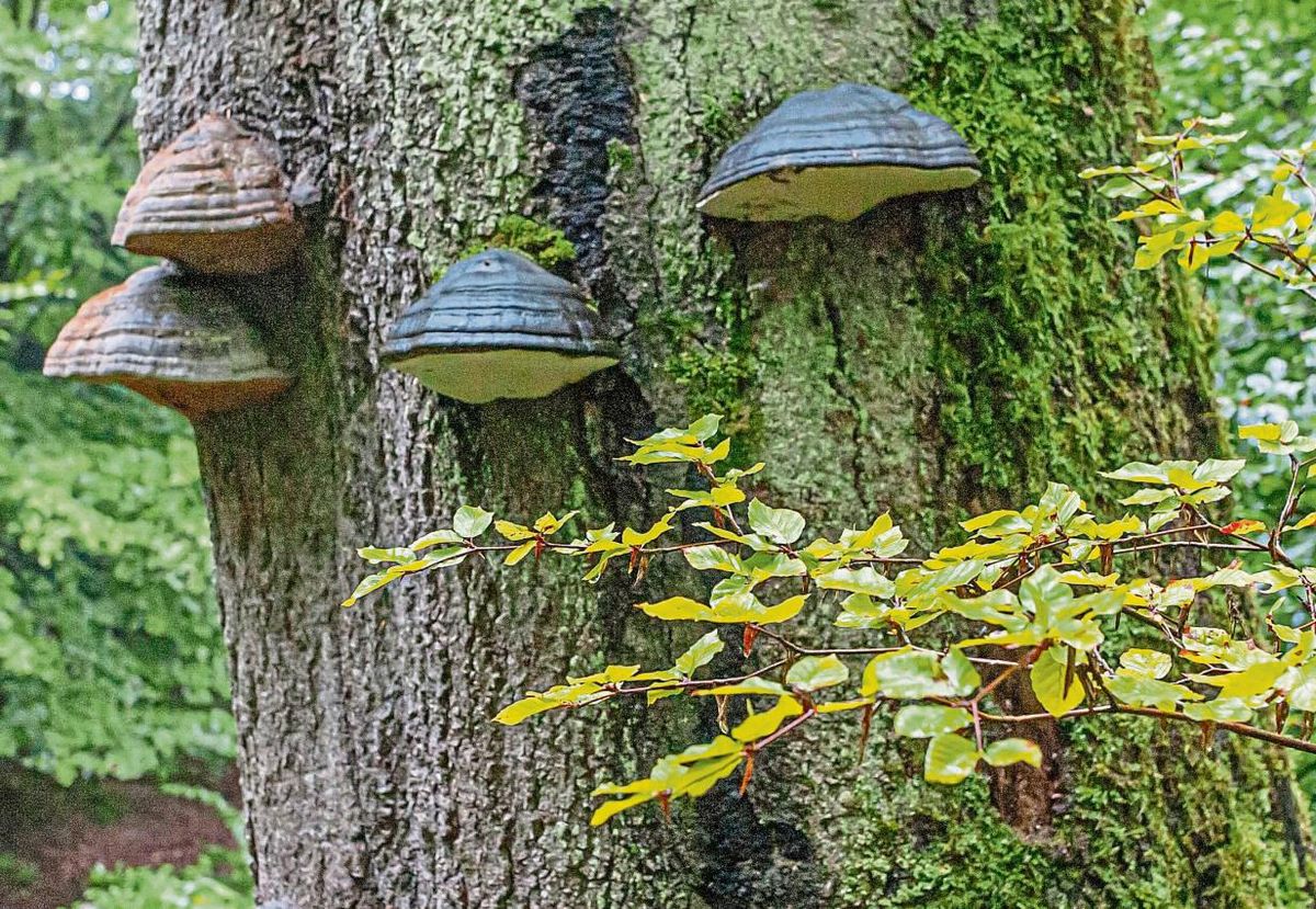 Der Arnsberger Wald bietet Naturerlebnisse in Hülle und Fülle. Foto: Drüke