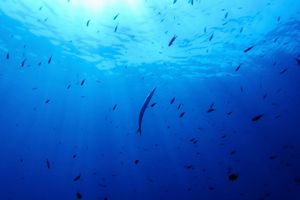 Bisher gibt es für die Hochsee keine einheitlichen Umweltregeln. (Symbolbild) - Foto: Annika Hammerschlag/AP/dpa