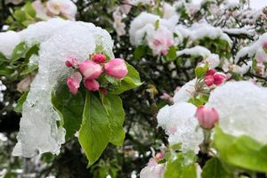 Der April macht, was er will: Die Blüten eines Apfelbaums sind mit Schnee bedeckt. - Foto: David Hutzler/dpa