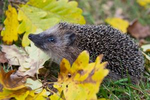 Schon Frühling? Weil es so warm war, wurden manche Winterschläfer vorzeitig wach. (Symbolbild) - Foto: Patrick Pleul/dpa-Zentralbild/dpa