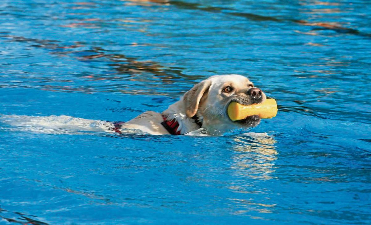Der Labrador Anton hatte große Freude im CabrioLi-Außenbecken und fischte Spielzeug aus dem Wasser. Fotos: Anja bsdurek