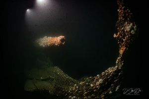 Die Tauchgänge fanden nach Angaben des Teams in großer Tiefe und unter herausfordernden Bedingungen statt. - Foto: Dr. Steffen G. Scholz/ProjectXplore /dpa