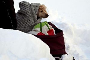 Tierischer Zuschauer beim Ski-Weltcup -in eine Decke eingewickelter Hund wartet an der Strecke der Langläufer. - Foto: Vesa Moilanen/Lehtikuva/dpa