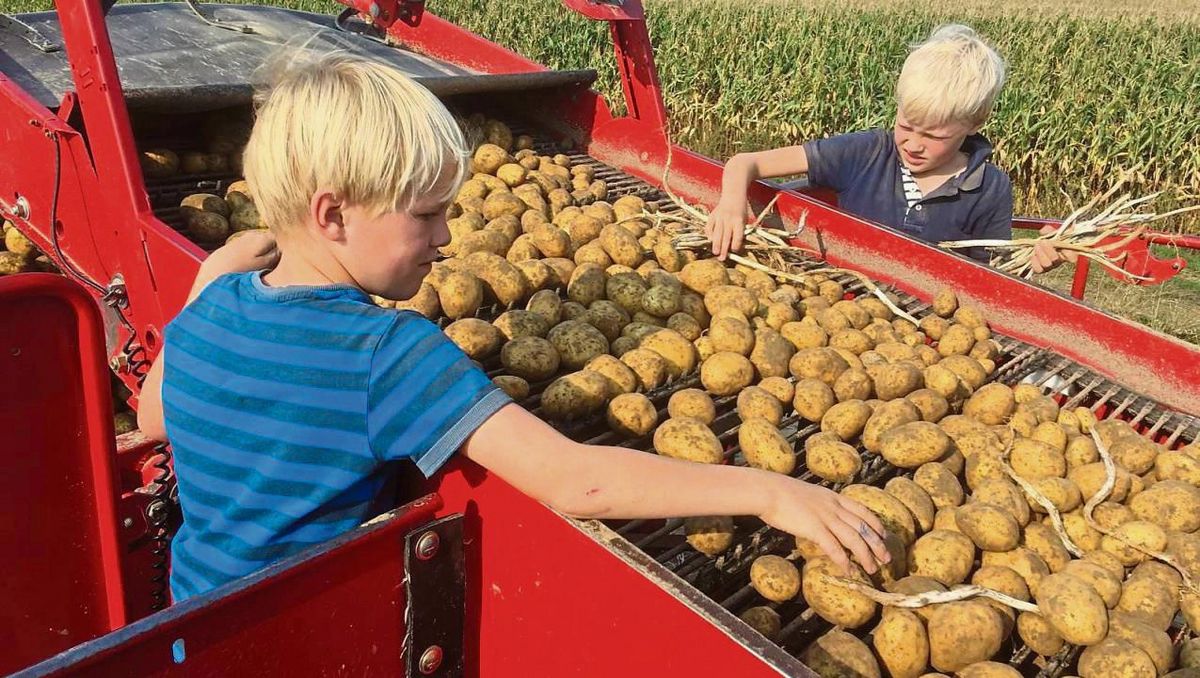Superfood, noch dazu aus der Region: Kartoffeln sind reich an Vitamin C, Kalium und Ballaststoffen, sie haben aber nur halb so viele Kalorien wie Nudeln. Frittiert als Pommes, ist von Vitaminen aber nicht mehr viel mehr übrig. Foto: Ursula Vielberg