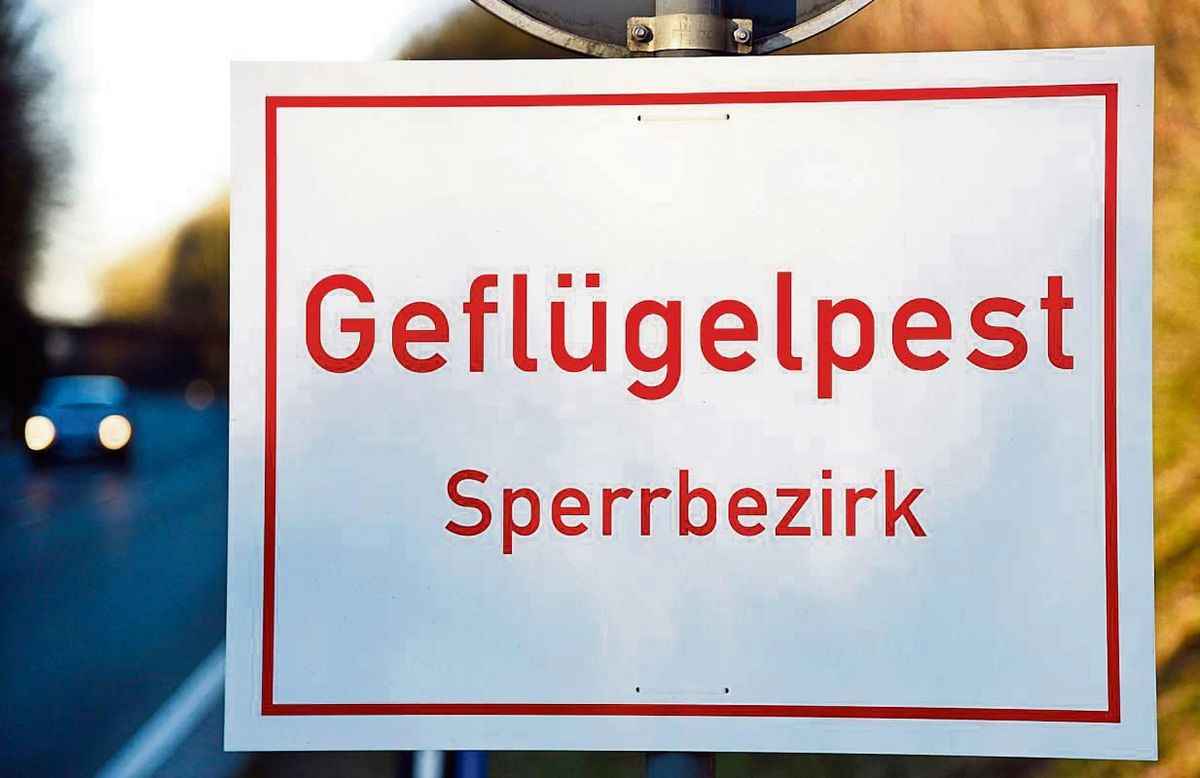 Im Herbst 2021 hatte es im Kreis Soest zuletzt Fälle der Geflügelpest gegeben. Aufgrund neuer Fälle im Kreis Gütersloh mahnt der Veterinärdienst des Kreises Soest Halter nun zu besonderer Aufmerksamkeit. Symbolfoto: Weinstock (Kreis Soest)