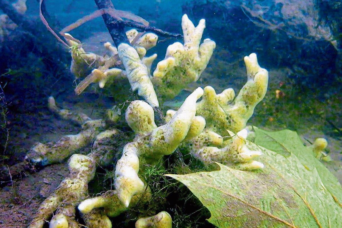 Süßwasserschwämme wachsen auf Steinen und Totholz in sauberen Gewässern. Der Körper dieser merkwürdigen Tiere ist stabilisiert und durchsetzt mit mikroskopisch kleinen, glasartigen Quarznadeln. Getrocknet werden sie mitunter als Kosmetika zur Hautreinigung empfohlen.