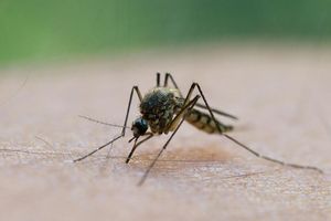 In Griechenland breitet sich das West-Nil-Virus aus. - Foto: Patrick Pleul/dpa/dpa-tmn