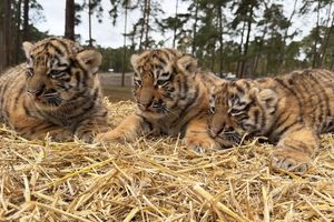 Diese drei Tigerbabys wurden im Serengeti-Park in Hodenhagen geboren. - Foto: -/Serengeti-Park Hodenhagen/dpa