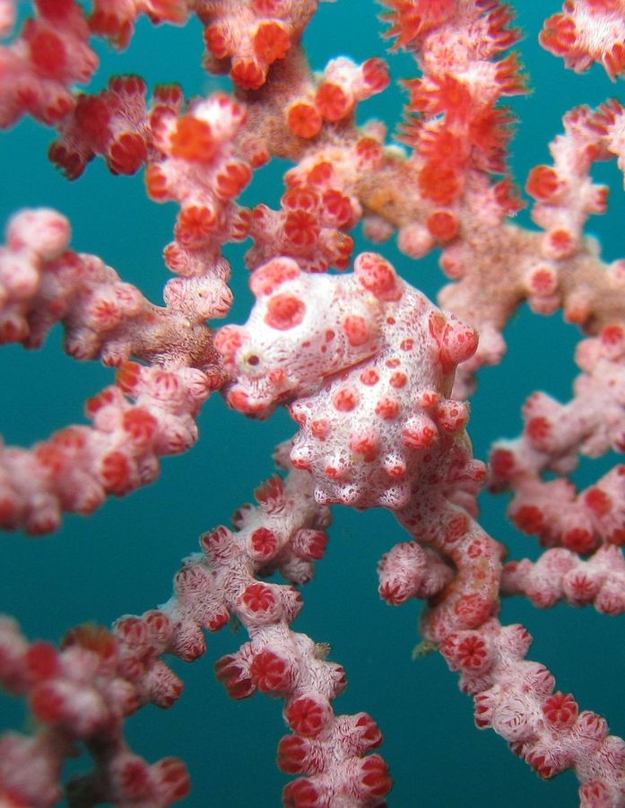 Zwerg-Seepferdchen sind zwischen Gorgonien-Korallen perfekt getarnt. - Foto: .. Sea Institute of Oceanology/Chinese Academy of Sciences/dpa