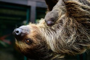 Die Faultiermama hatte schon im vergangenen Jahr ein Junges zur Welt gebracht. - Foto: Philipp Schulze/dpa