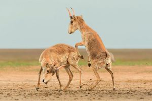 Die Antilopen sind in der zentralasiatischen Steppe beheimatet. - Foto: Andrey Giljov/BMC Journals Image Competition/dpa