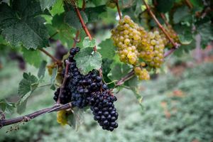 Die Weinernte fällt geringer aus als zu Beginn erwartet. (Archivbild) - Foto: Daniel Vogl/dpa