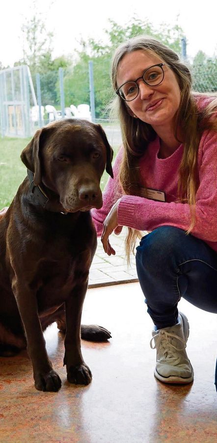 Labrador Rumo unterstützt sein Frauchen Michaela Oldenbüttel fleißig vor Ort.
