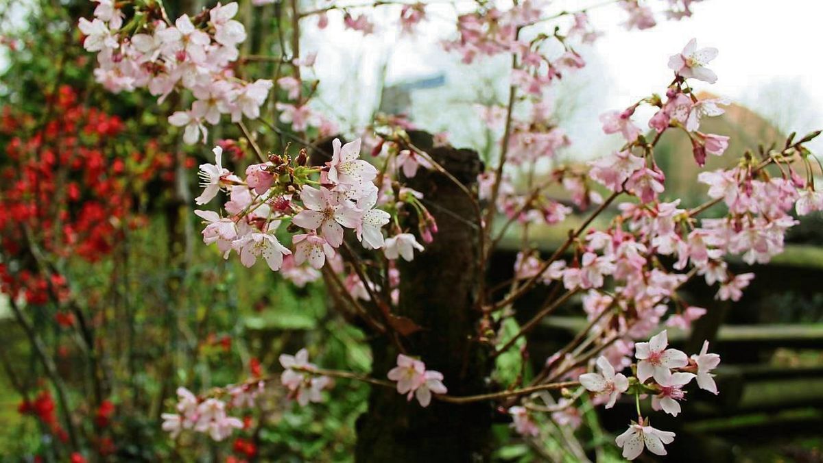 Viele Pflanzen blühen in diesem Jahr früher als sonst. Über die Vor- und Nachteile berichten die Experten. Foto: Mintert