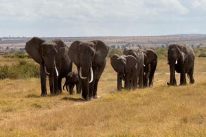 In der usbekischen Großstadt Samarkand hat die Artenschutzkonferenz begonnen. (Symbolbild) - Foto: Eva Krafczyk/dpa
