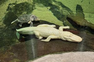 Albino-Alligator Claude lag meist regungslos auf einem beheizten Felsen oder schwamm mit Schildkröten durch sein Becken. (Archivbild) - Foto: Jeff Chiu/AP/dpa