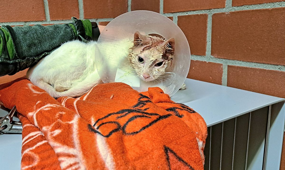 Kater Luke wurde schwer verletzt in Holtum gefunden. Vermutlich wurde ihm Säure über den Kopf gegossen.