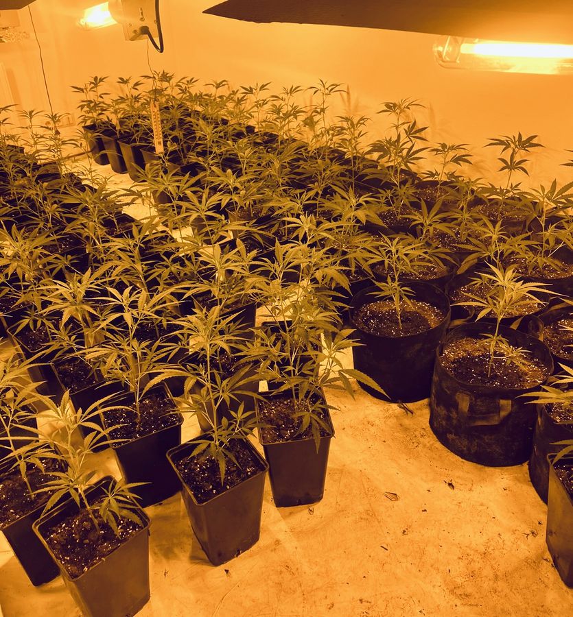 Die Polizei hat am Donnerstagabend diese Hanf-Plantage in Altenrüthen aufgedeckt. Doch es sollte nicht die einzige bleiben - die Ermittlungen dauern an. Foto: Polizei