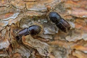 So genannte Buchdrucker, eine Käferart aus der Familie der Fichtenborkenkäfer, sitzen auf der Rinde einer Fichte. (Archivbild) - Foto: Andreas Arnold/dpa