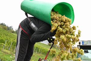 In Rheinhessen sind nach Schätzung des Deutschen Weininstituts 23 Prozent weniger Hektorliter Weinmost als im Durchschnitt geerntet worden. (Archivbild) - Foto: Arne Dedert/dpa