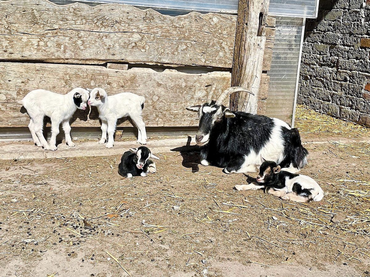 Vier auf einen Streich! Ziegenmama Pucki hat Vierlinge zur Welt gebracht. Eine echte Seltenheit, die da in Eickelborn auf dem Hof König passiert ist. Foto: Vielberg