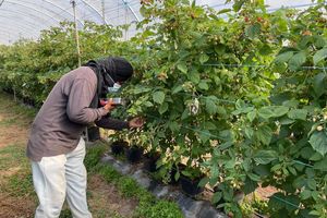 Die befreiten Migranten wurden laut Polizei oft geschlagen. - Foto: -/Portugiesische Kriminalpolizei Polícia Judiciária PJ/dpa
