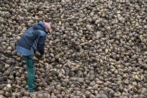 Zuckerrüben sind von einem kleinen Insekt bedroht, der Schilf-Glasflügelzikade. (Archivbild) - Foto: Marijan Murat/dpa