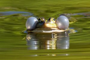 Einige Wasserfroscharten könnten künftig besser geschützt werden. (Illustration) - Foto: Soeren Stache/dpa-Zentralbild/ZB