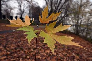 Der Deutsche Wetterdienst gibt seine Bilanz für den Herbst bekannt. (Symbolbild) - Foto: Federico Gambarini/dpa