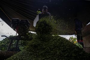 Kolumbien ist der größte Kokainproduzent der Welt. (Archivbild) - Foto: Edinson Arroyo/dpa