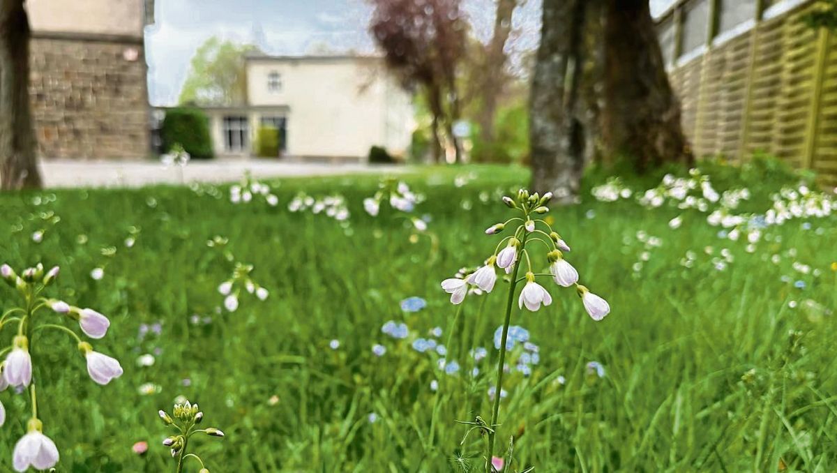 Das Wiesenschaumkraut, hier auf einer Wiese beim Gymnasium, ist eine wichtige Pflanze für den Aurorafalter und kann nur zur Blüte kommen, wenn weniger als bisher meist üblich gemäht wird.