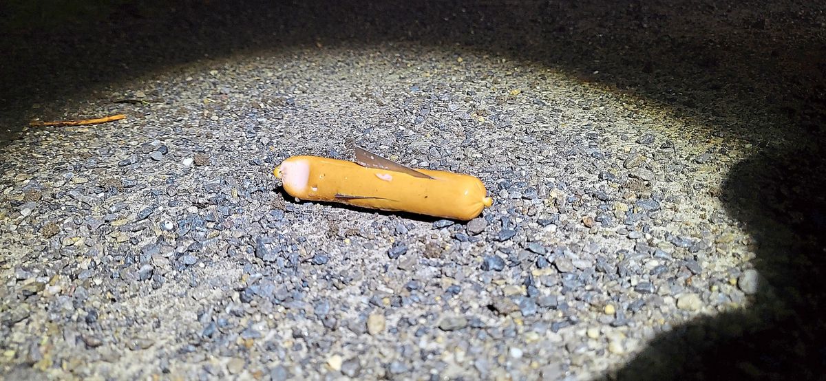 Diese mit Rasierklingen gespickte Bockwurst hatten Gassigeher letzte Woche Donnerstag im Lippstädter Norden gefunden. Hinweise an die Polizei, Telefon (0 29 41) 9 10 00. Foto: Polizei