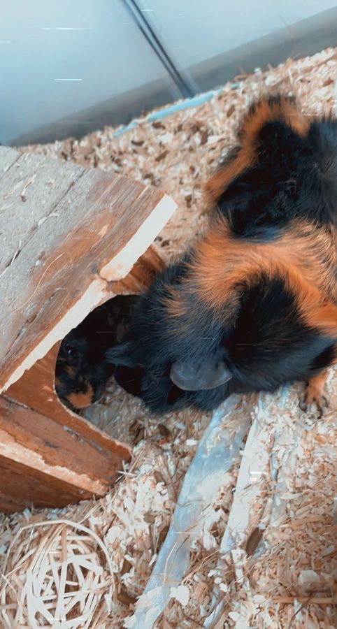 Meerschweinchen sind kein lebendiges Spielzeug. Foto: Ebbet