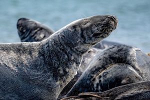 Der Bestand der Kegelrobben in der südlichen Nordsee steigt seit Jahren kontinuierlich an. (Archivbild) - Foto: Sina Schuldt/dpa