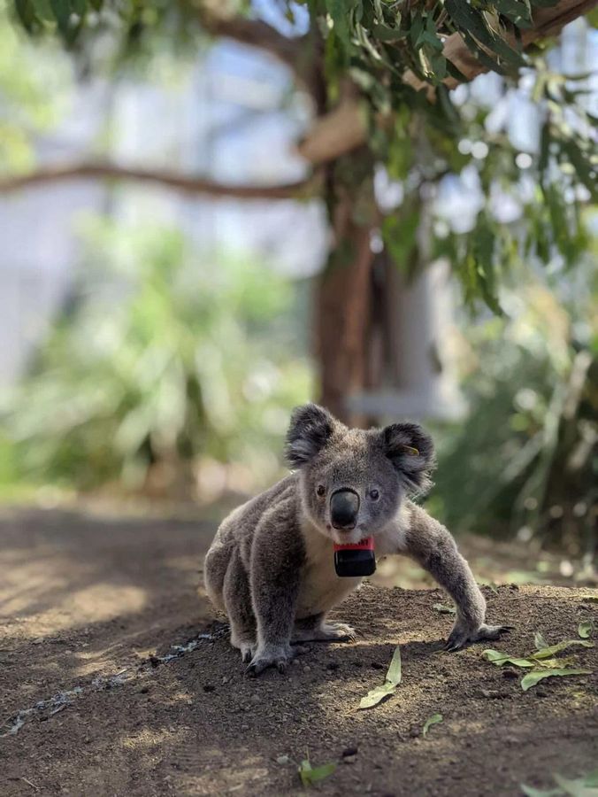 Koalas sind bedroht - etwa durch die Rodung von Bäumen, wie eine Studie nun herausfand. - Foto: Ami Fadhillah Amir Abdul Nasir/Society for Experimental Biology/dpa