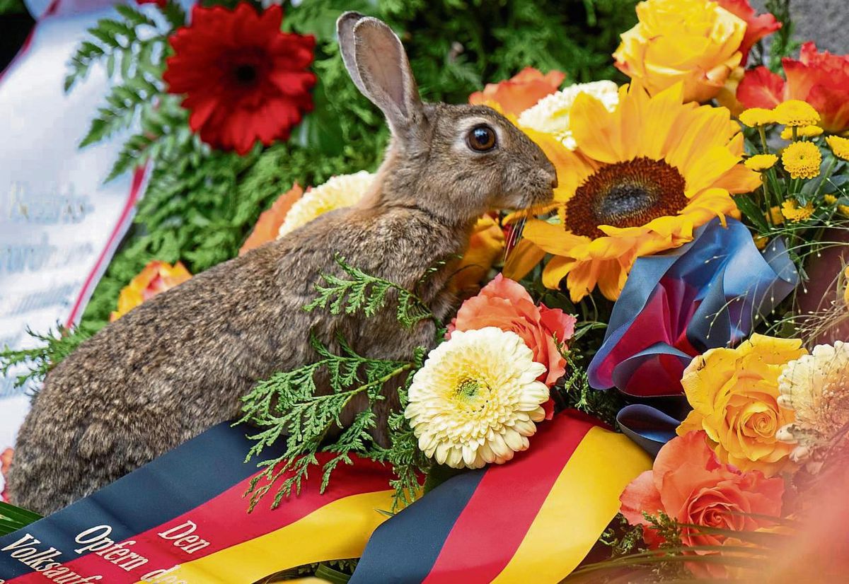 Auf dem Mellricher Friedhof herrscht vor allem in der Abendzeit und nachts reges Treiben: Etliche Kaninchen tun sich zunehmend auch am Blumenschmuck auf den Gräbern gütlich. Symbolbild: dpa