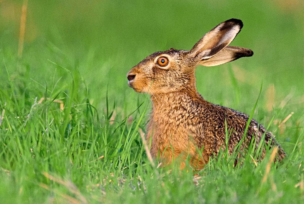 Hasen sind besonders gefährdet was eine Ansteckung mit der meist tödlich verlaufenden Hasenpest betrifft. Symbolfoto: Stratenschulte (dpa)