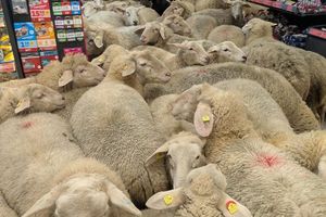 Schafe im Supermarkt - gekauft haben sie nichts. - Foto: -/REWE Group/dpa