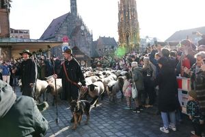 Eine Herde mit 600 Schafen ist in Nürnberg mitten durch die Stadt zu ihren Winterweiden gezogen. - Foto: Daniel Löb/dpa