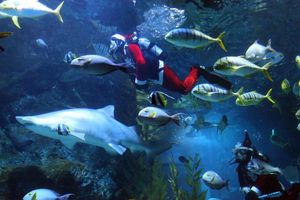 Taucher in Weihnachtsmannkostümen treten in der Sea Life Bangkok Ocean World in Bangkok auf. - Foto: Rachen Sageamsak/XinHua/dpa