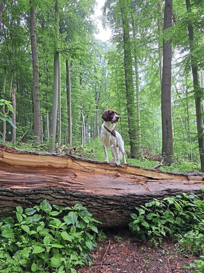 Der Verkaufserlös für Holz aus dem Anröchter Wald liegt laut Forstwirtschaftsplan bei geplant 45 645 Euro, also bei etwa 75 Euro pro Festmeter Holz. Archivfoto: Susanne Klamann