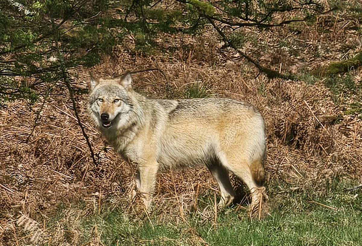 Fragen rund um den Wolf will das NRW-Ministerium für Natur, Umwelt und Verbraucherschutz am 28. Oktober in Belecke beantworten. Foto: Junker
