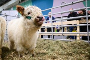 In der Tierhalle können Besucherinnen und Besucher auch Kälber sehen. - Foto: Sebastian Christoph Gollnow/dpa