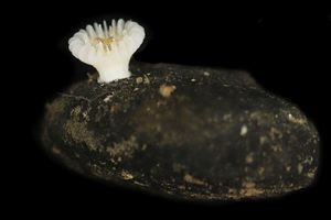 Forscher haben die bislang unbekannte Korallenart in der Tiefsee entdeckt. - Foto: Guadalupe Bribiesca-Contreras/National Oceanography Centre, United Kingdom/dpa