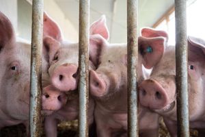 Der Bau tiergerechter Schweineställe bleibt Ziel. - Foto: Marijan Murat/dpa