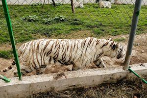 Nach Angaben der Behörden wiegte der entlaufene Tiger rund 130 Kilogramm. - Foto: -/mexikanische Umweltbehörde/dpa