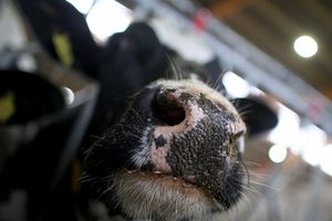 Erstmals sind in Europa bei einer Kuh Antikörper gegen die Vogelgrippe festgestellt worden. (Symbolbild) - Foto: Oliver Berg/dpa