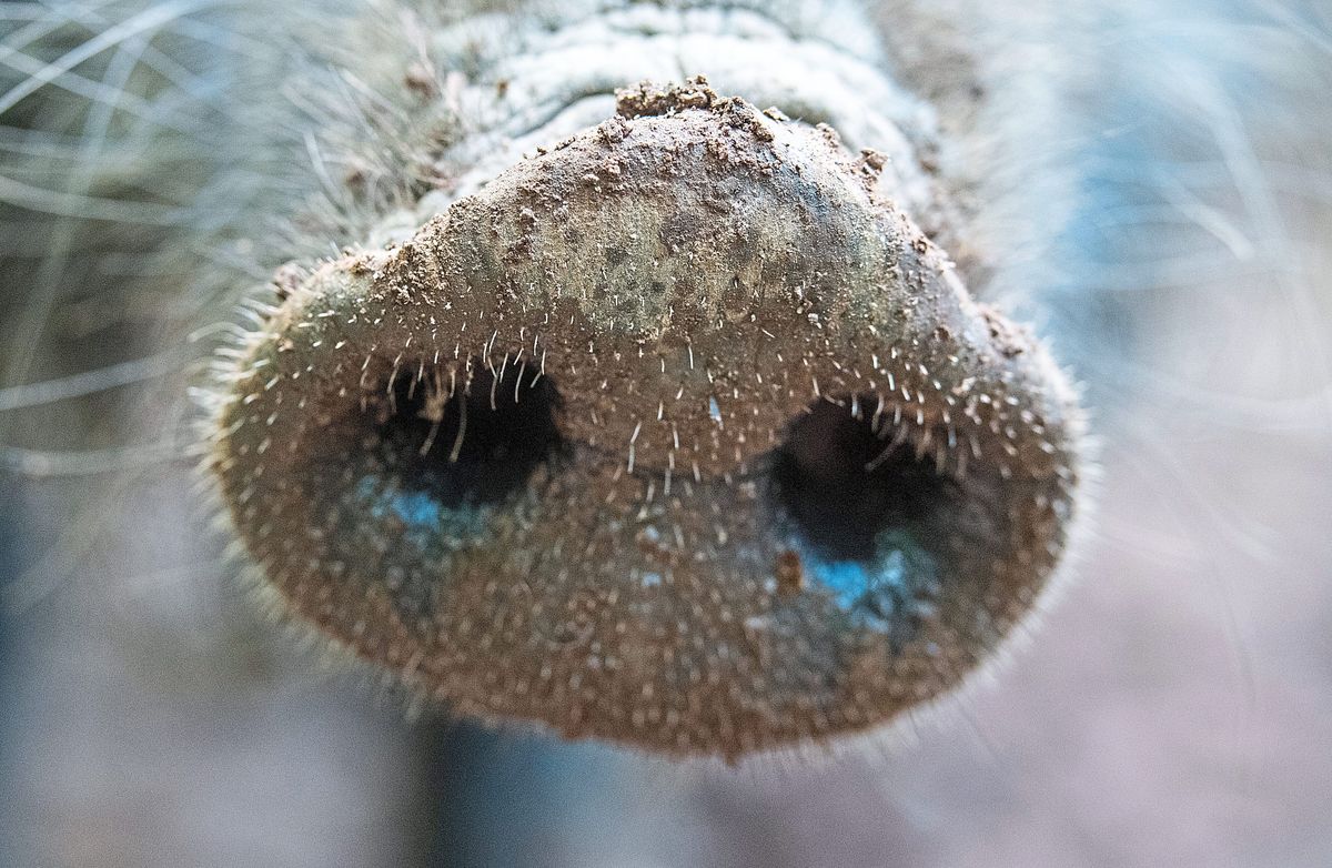 Wird sich die Afrikanische Schweinpest auch im Kreis Soest ausbreiten? Die Experten hoffen, dass es nicht so weit kommt. Sensibilisiert und vorbereitet sind sie aber allemal. Foto: Lino Mirgeler (dpa)