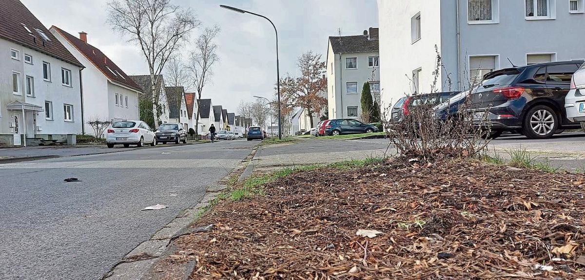 Tabula rasa hat der Tornado im Mai 2022 mit der Allee am Weinberg gemacht. Von über 100 Bäumen blieben nur 20 übrig. Die sollen nun bis Ende Februar gefällt werden – weil sie laut Stadt durch „Emmelinde“ vorgeschädigt sind und weil die neue Fahrbahngestaltung mit anderem Querschnitt dies erfordere. Foto:Heienbrok