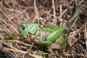 Seinen Namen erhielt der Warzenbeißer aufgrund eines alten Volksglaubens. (Foto - Handout) - Foto: Schmitt/Senckenberg/dpa